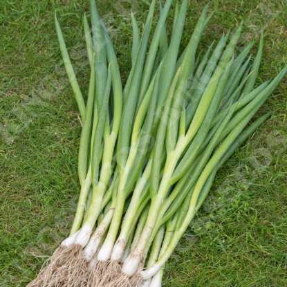 Picture of Onion (Spring) Gerda